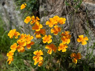 Vakantieappartement Steinach im Kinzigtal Buitenaudio-opname 7