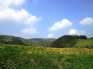 Apartment Willingen Umgebung 33