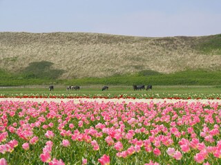 Casa per le vacanze Callantsoog Ambiente 23