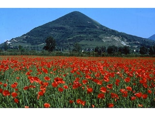 Monte Cero mt Mohnblumen