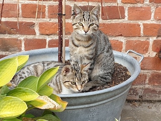 die Katzen Zimt und Zucker