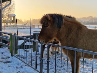 unsere Haflinger