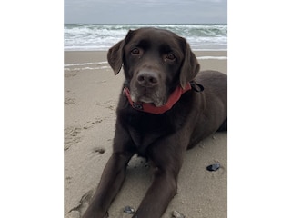 Unser Hund Lennox am Strand