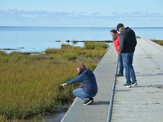 Salzwiesen Petra Feil, Lizenzrechte Gem. Friedrichskoog