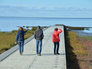 Salzwiesen Petra Feil, Lizenzrechte Gem. Friedrichskoog