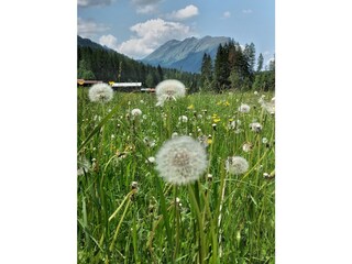 Appartamento per vacanze Schoppernau Registrazione all'aperto 7