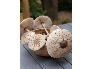 Ferienhaus Colmar Außenaufnahme 13