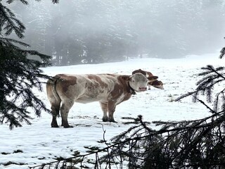 Chalet Mühlbach am Hochkönig Enregistrement extérieur 11