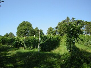 Fattoria Scandiano Registrazione all'aperto 8