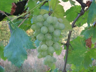 Fattoria Scandiano  32