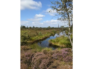 Das Pietzmoor zur Heideblüte