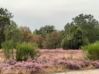 Heideblüte 2019