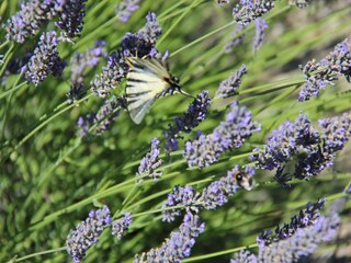 Casa de vacaciones Les Vans Grabación al aire libre 7