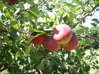 Villa Sanxenxo Ambiente 23