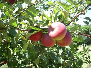 Villa Sanxenxo Umgebung 28