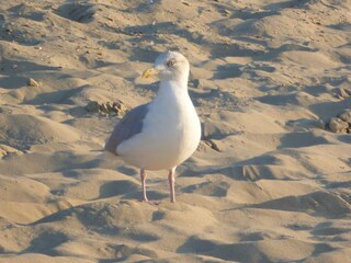 Appartamento per vacanze Oostkapelle Ambiente 13