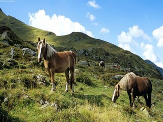 Appartamento Saalbach Ambiente 36