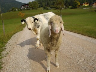 Appartamento per vacanze Filzmoos  32