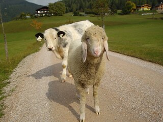 Appartamento per vacanze Filzmoos  24