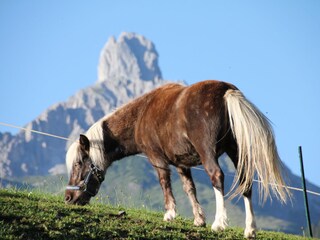 Appartamento per vacanze Filzmoos Ambiente 17