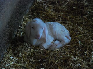 Holiday apartment Filzmoos Outdoor Recording 10