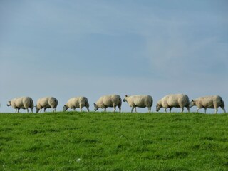 Appartamento per vacanze Nes Ambiente 21