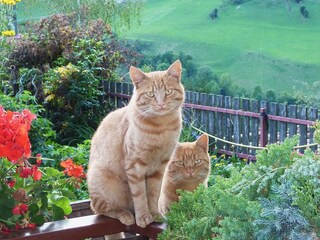 Appartement de vacances St. Lorenzen im Pustertal Enregistrement extérieur 4