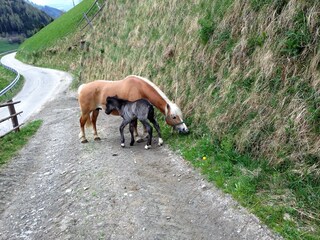 Appartamento per vacanze St. Lorenzen im Pustertal Documento 23