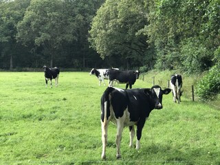 Chalet Lemmer Environnement 28