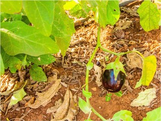Casa per le vacanze Torre Santa Sabina Registrazione all'aperto 11