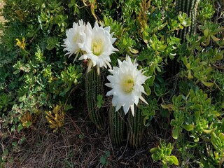 Villa Roquebrun Buitenaudio-opname 4