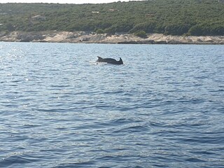 Delfine am Meer in der Nähe