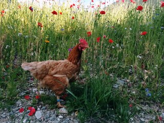 Appartamento per vacanze Gsies Registrazione all'aperto 5