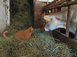 Appartamento per vacanze Gsies Registrazione all'aperto 6