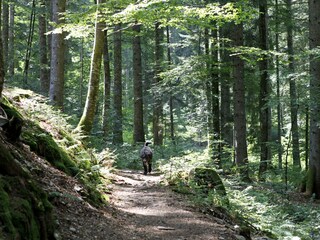 Vakantieappartement Hinterzarten Omgeving 37