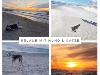 Bis 4 Hunde kostenlos