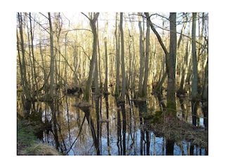 Prerow - Darßer Urwald