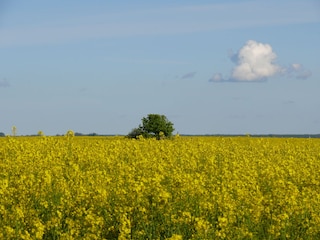 Ferienhaus Dierhagen Umgebung 15