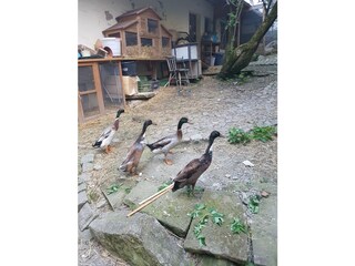 Unsere Laufenten im Innenhof