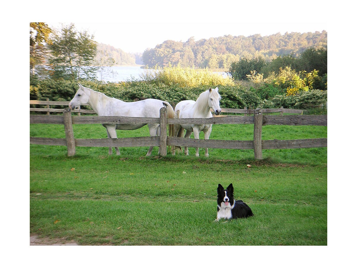 Pferde und Hunde sind bei uns jederzeit willkommen