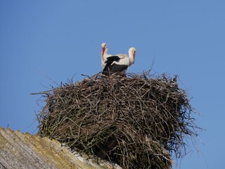 Unsere Dorfstörche