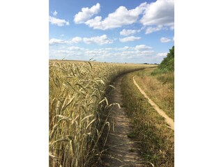 Sommerweg nach Vipperow