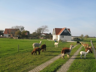 Casa per le vacanze De Koog Registrazione all'aperto 3