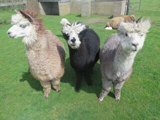 Casa per le vacanze De Koog Registrazione all'aperto 5