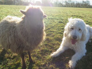 Casa per le vacanze De Koog Registrazione all'aperto 6
