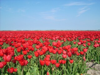 Blumenfielden