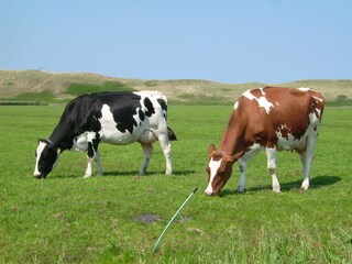 Appartamento per vacanze Julianadorp Ambiente 27