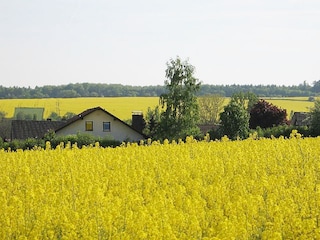 "Oase", naturnah am blühenden Feld gelegen