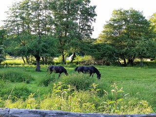 Casa per le vacanze Bad Zwesten Ambiente 32