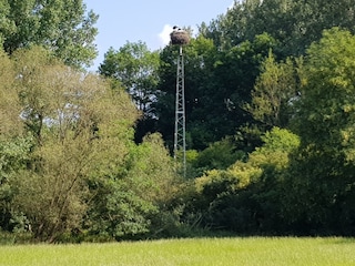 Storchennest am Ederradweg